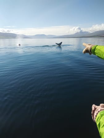 Iceland: the day when I first saw a whale: photo 3