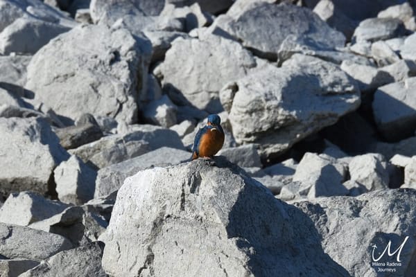 Birdwatching in Greece - Lake Kerkini: photo 8