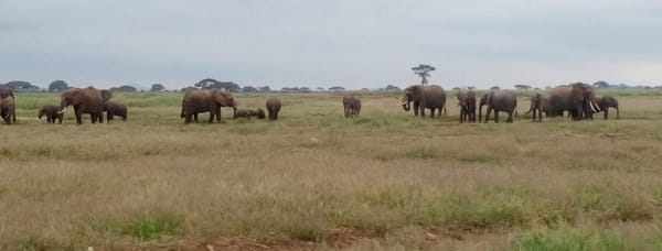 Amboseli Bound, Kajiado County, Kenya: photo 12