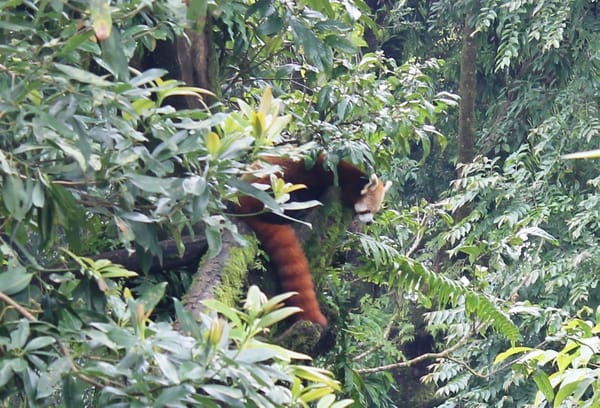 Darjeeling and Gangtok tour -a trip to northeast India: photo 3