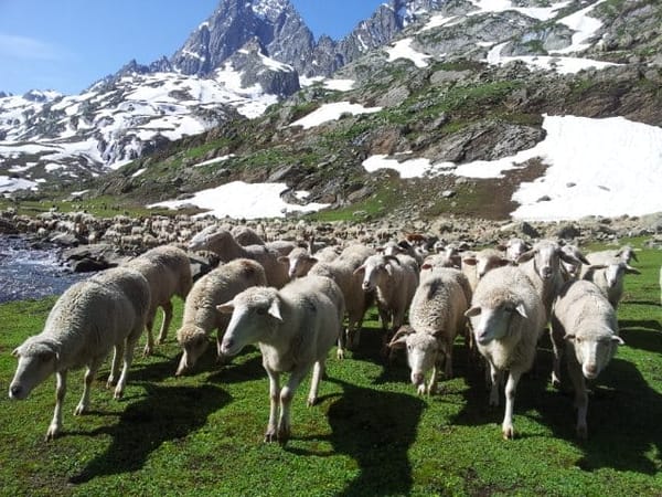 India : The Kashmir Great Lakes Trek: photo 14