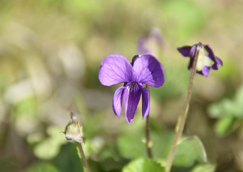 Toulouse  — the pink city of violets