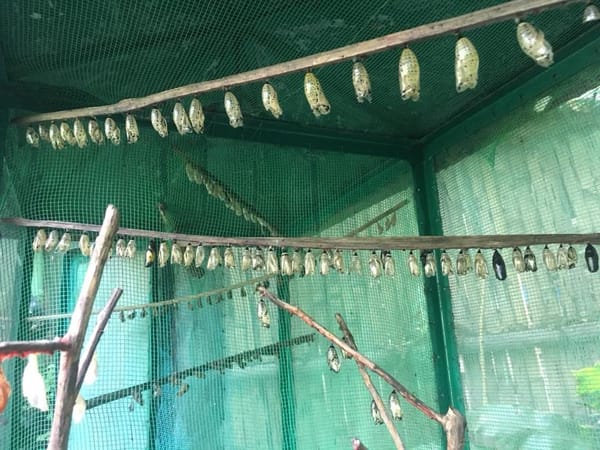 Must-See Places in Negros Occidental: photo 5