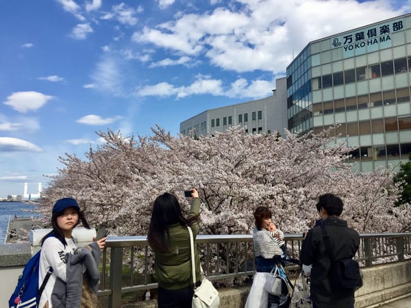 Cherry Blossom and Japanese Culture: photo 3
