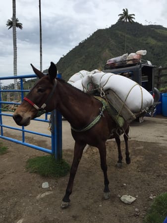 Salento and the Coffee Region of Colombia: photo 3