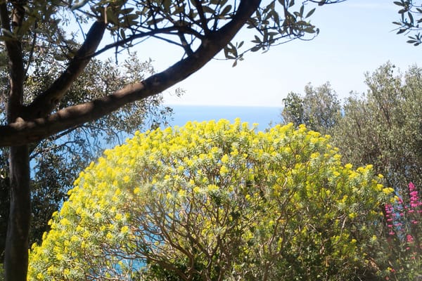 Tramonti di Campiglia - Off the beaten tracks of Cinque Terre: photo 7