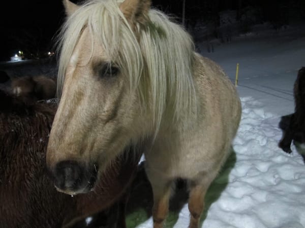The Luckiest Moment of Our Trip in Tromso, Norway: photo 2