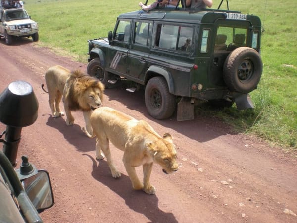 East Africa Safari Guide: Tanzania and Kenya: photo 1