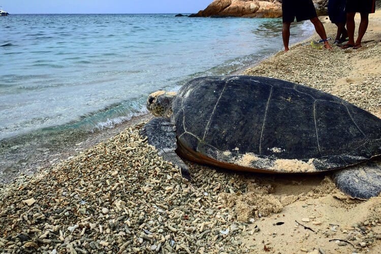 Experience the other side of Lang Tengah Island with LTTW