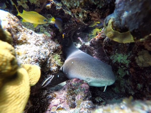 Discovering Cozumel in one day: photo 4