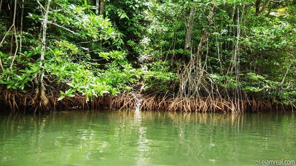 Explore Puerto Princesa in Just Three Days!: photo 9