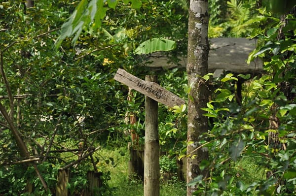 Thailand’s Koh Kood - Rustic Luxury: photo 8
