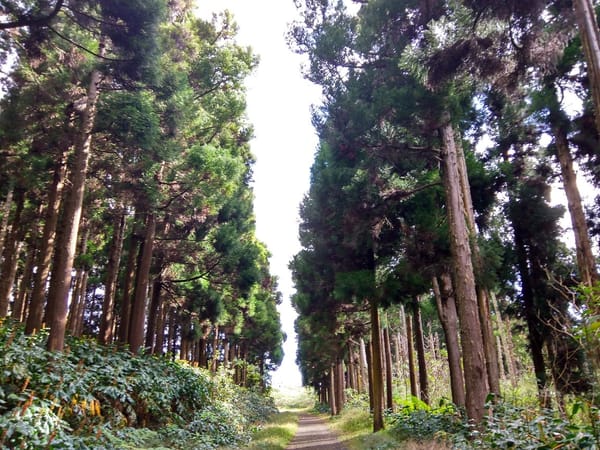 Hiking the Cryptomeria forest in Reunion Island: photo 1