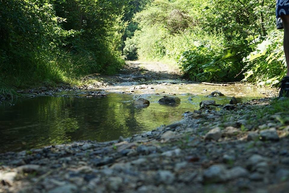 The place from where Pančić’s Omorika and land come from