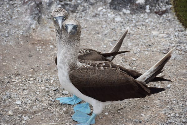 Galapagos, protected islands: photo 2