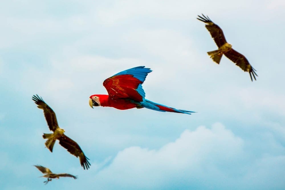 3 places you must see in Foz do Iguaçu, Brazil