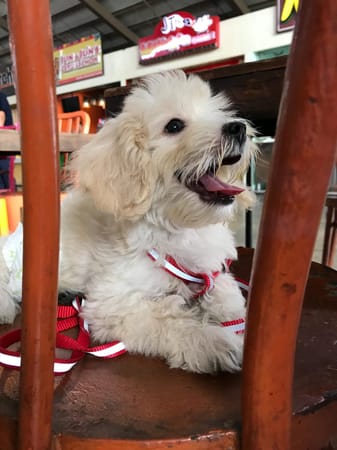 Pet friendly malls in Metro Manila: photo 4