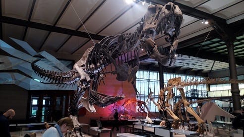 Brussels, Belgium : A story of waffles and fossils: photo 7