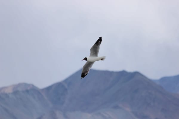 Magical waters of Pangong Tso: photo 4