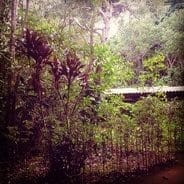 Manaus part 01: Finding green areas: photo 4