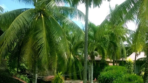 Pamilacan island:paradise hidden in Bohol suburbs: photo 2