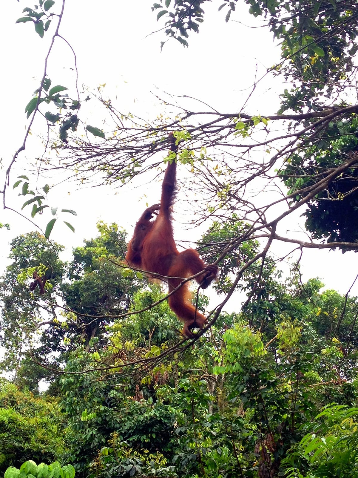 Kalimantan: home of the orangutan