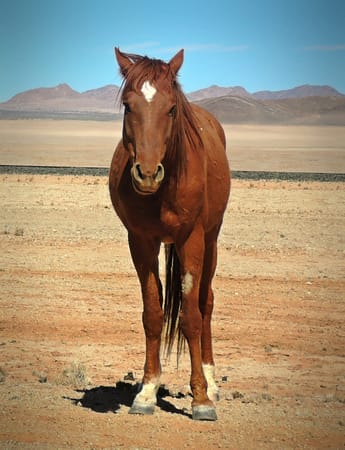 Namibia: Self-drive road trip by 2WD: photo 14