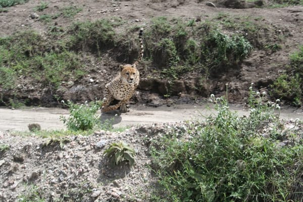 East Africa Safari Guide: Tanzania and Kenya: photo 2
