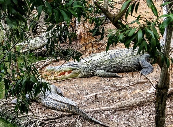 Cairns: top 10 adventure activities for backpackers: photo 4