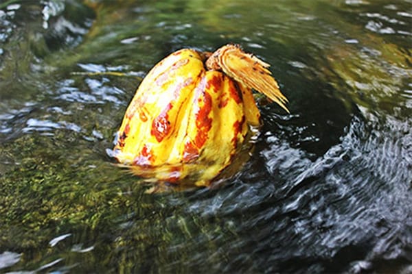 Chuao: a stunning place with denomination of origin cocoa: photo 10