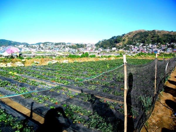 A Trip to Baguio City: Summer Capital of the Philippines: photo 10