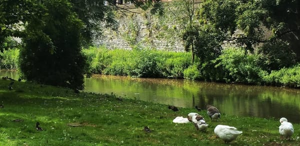 Maastricht: Blending in with the students: photo 6