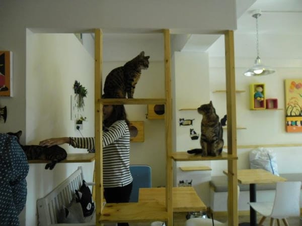 South Korea : Cats and Green Tea: photo 3