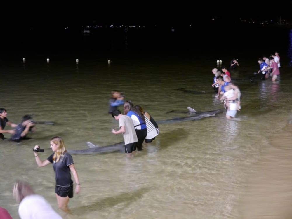 Queensland: Dolphin feeding on Moreton Island