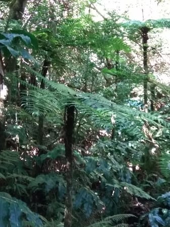 Hiking the Cryptomeria forest in Reunion Island: photo 9