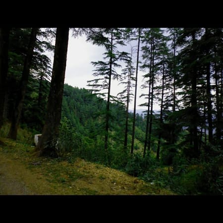 Amidst the Silence of the Hills - A Road Trip To Chakrata: photo 4