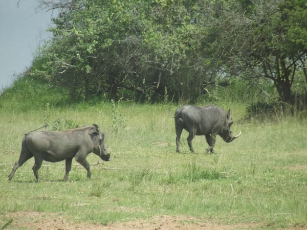 Rwanda: Heart of the Hills: photo 5