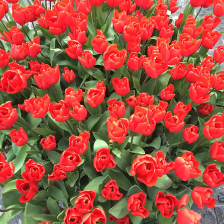 Netherlands: Amsterdam’s City Center: photo 9