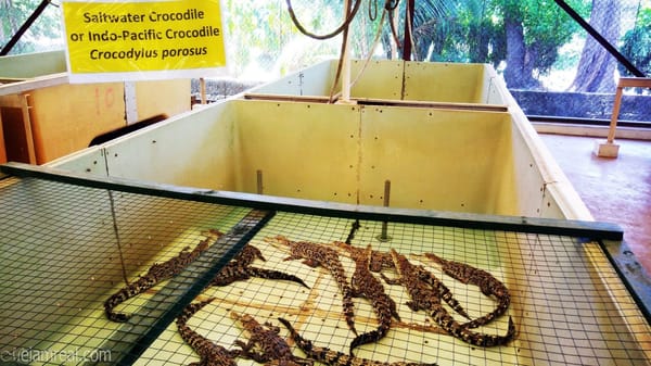 Explore Puerto Princesa in Just Three Days!: photo 3