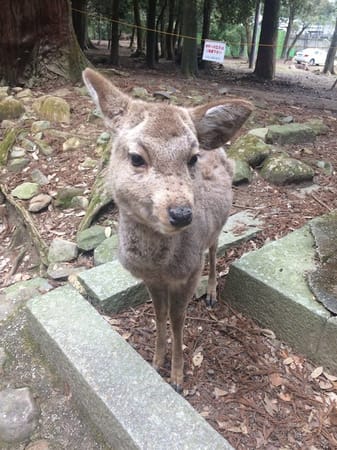 Japan's Nara Park: Deer-Central: photo 2