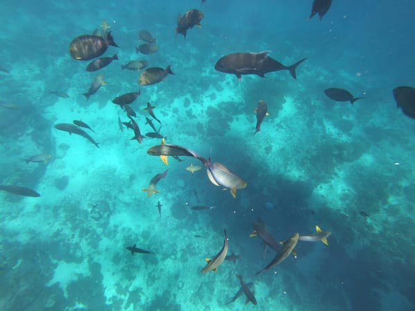 A FRESH TASTE OF BALI, INDONESIA: NUSA PENIDA: photo 6