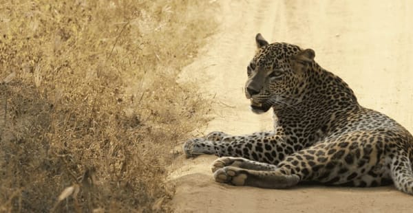 Wilpattu National Park: Leopard Country: photo 2
