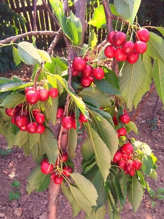 Picking Cherries and Baking Pies in Rural Romania: photo 6