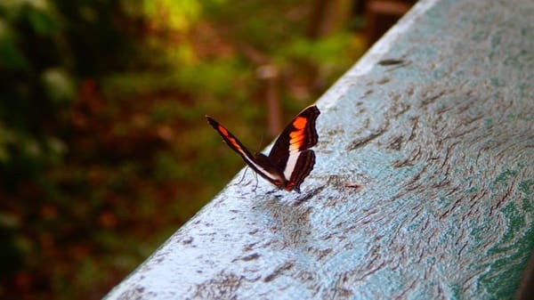 Iguazu Falls: Short trip to Brasil: photo 5