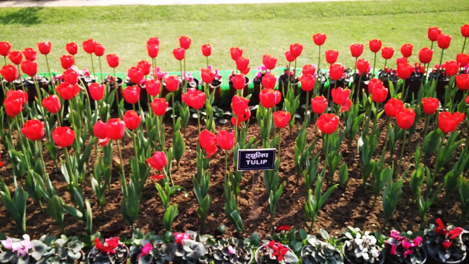 Mughal Gardens: Meet the Royal blooms of Delhi