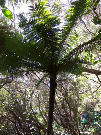 Hiking the Cryptomeria forest in Reunion Island: photo 8