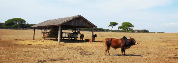 Brijuni Island – The Secret Paradise of Croatia: photo 3