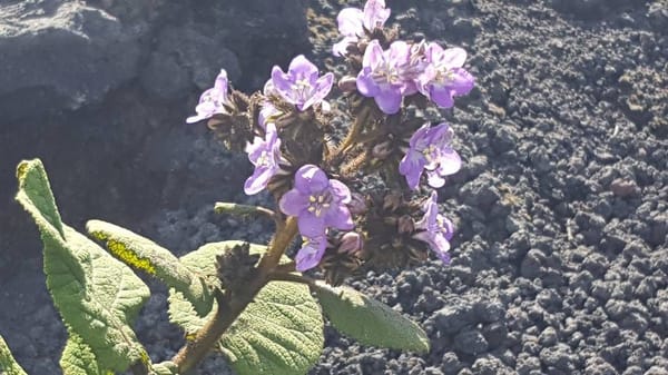 Pacaya: Adventures on an active Volcano in Guatemala: photo 6
