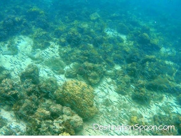 Biliran : Eastern Visayas: photo 12
