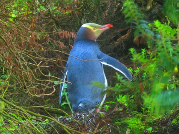 Natural wonders in the Catlins region: photo 8